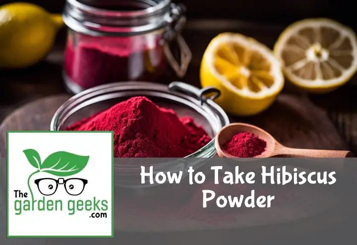 how to take hibiscus powder