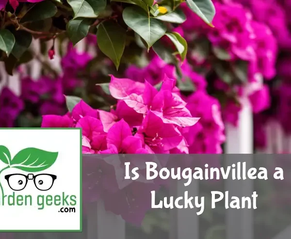 is bougainvillea a lucky plant