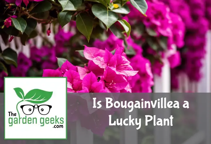 is bougainvillea a lucky plant