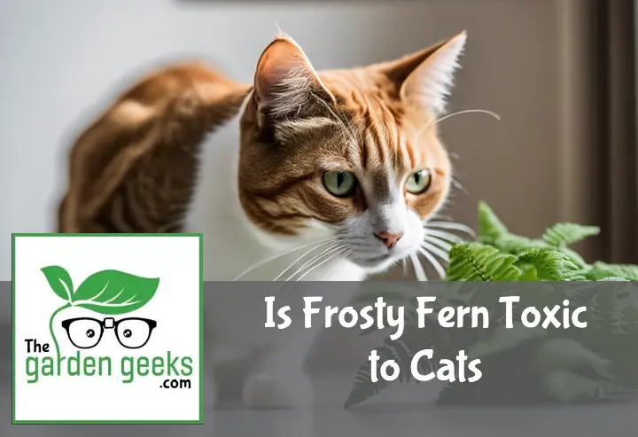 is frosty fern toxic to cats
