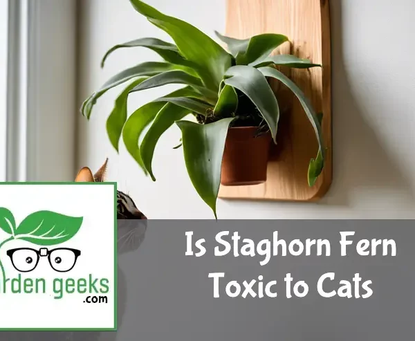 is staghorn fern toxic to cats