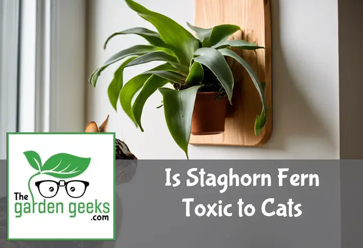 is staghorn fern toxic to cats