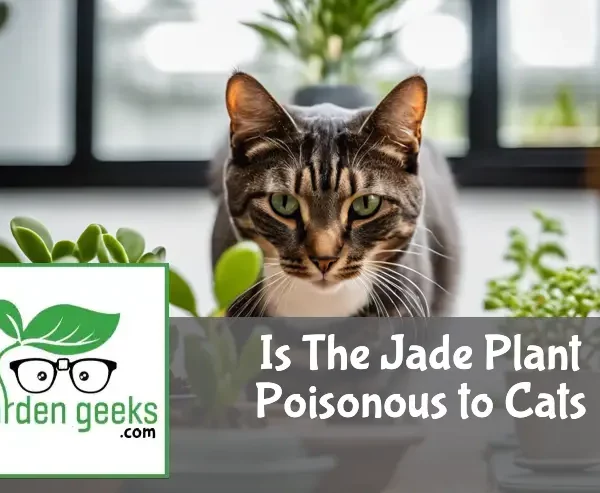 is the jade plant poisonous to cats