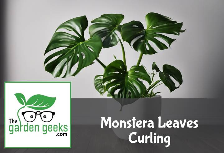 Monstera Leaves Curling? (Revive Monstera with Curling Leaves)