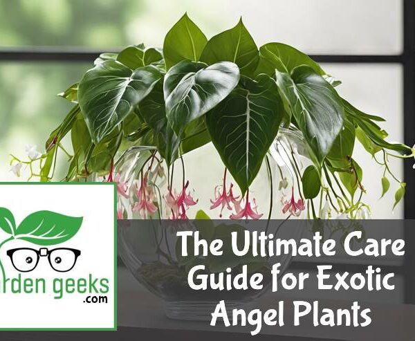 The Ultimate Care Guide for Exotic Angel Plants