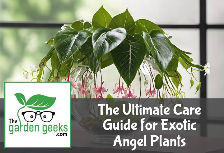 Exotic Angel Plants