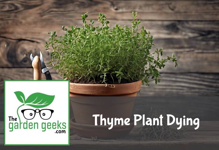 Thyme Plant Dying? (How to Revive it)