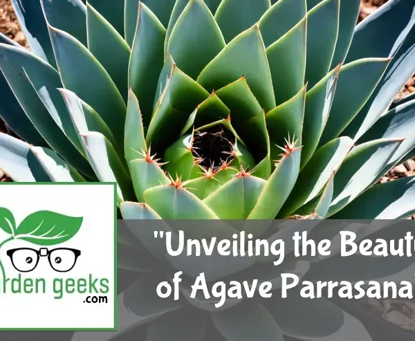 Unveiling the Beauty of Agave Parrasana