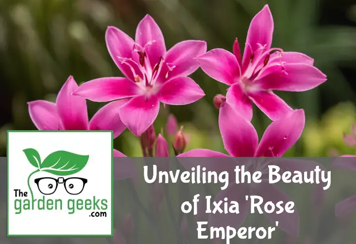 Unveiling the Beauty of Ixia ‘Rose Emperor’