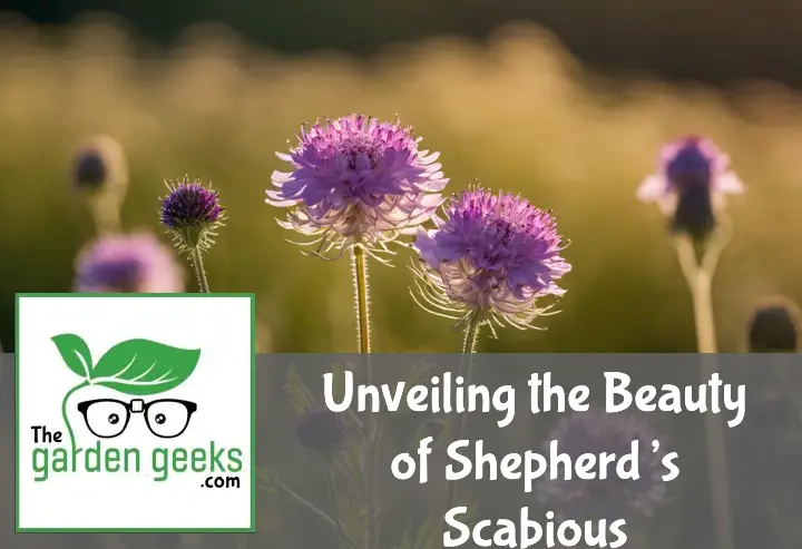 Unveiling the Beauty of Shepherd’s Scabious
