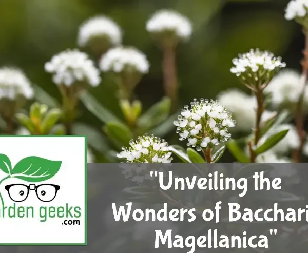 Unveiling the Wonders of Baccharis Magellanica