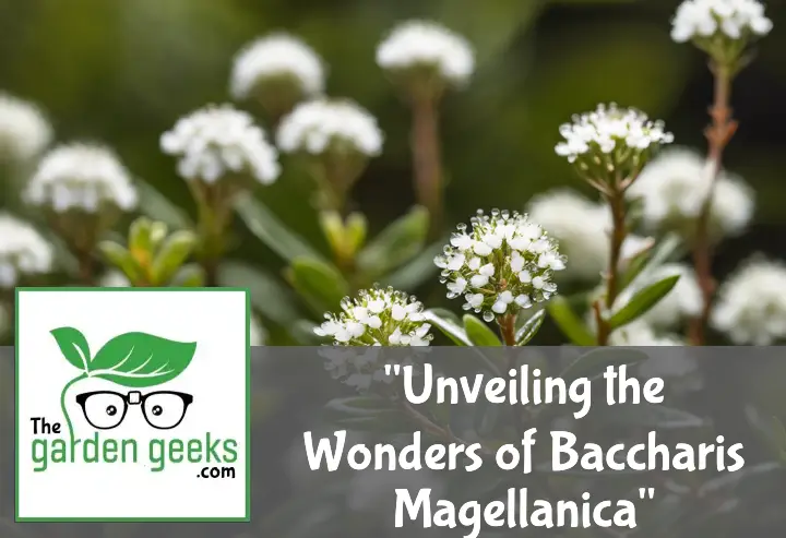 Unveiling the Wonders of Baccharis Magellanica