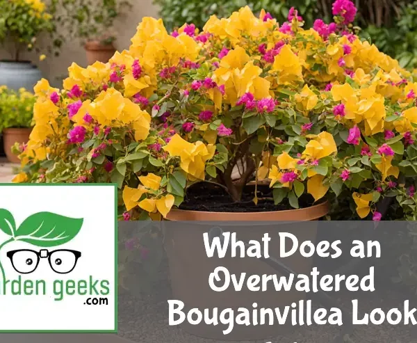 what does an overwatered bougainvillea look like
