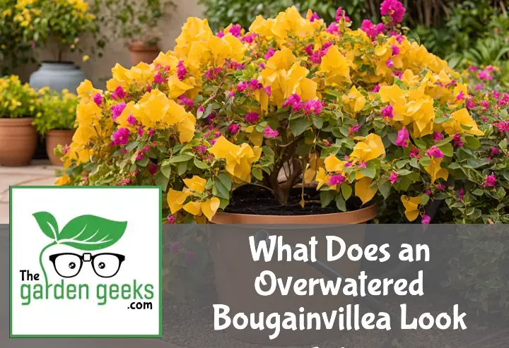 what does an overwatered bougainvillea look like