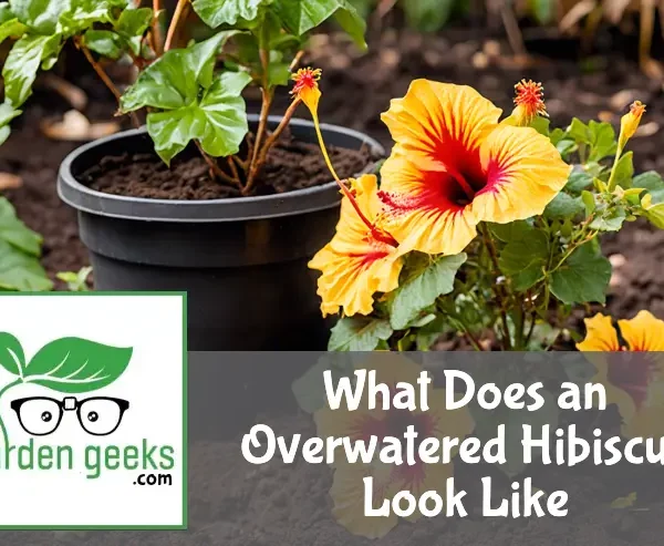 what does an overwatered hibiscus look like