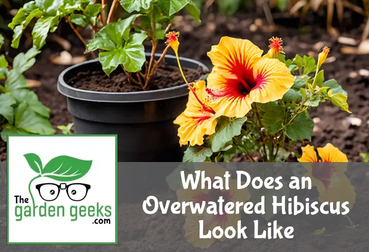what does an overwatered hibiscus look like