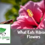 what eats hibiscus flowers