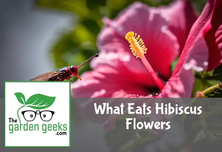What Eats Hibiscus Flowers?