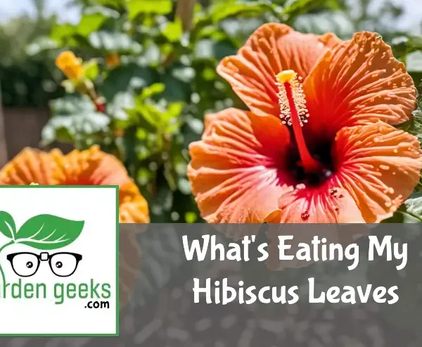 whats eating my hibiscus leaves