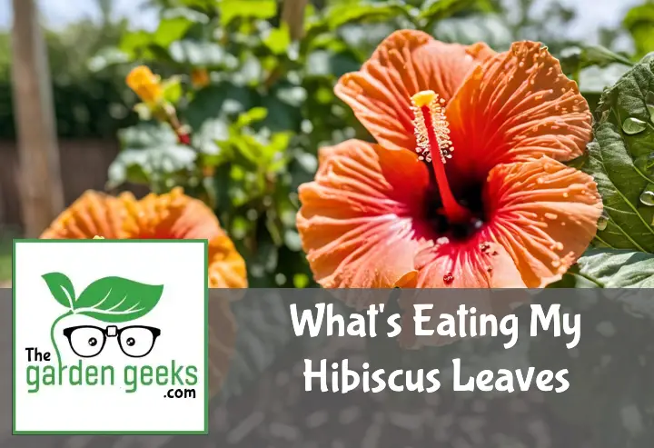 whats eating my hibiscus leaves