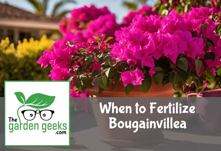 when to fertilize bougainvillea