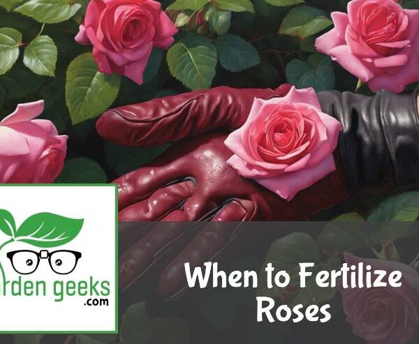 When to Fertilize Roses (The Definitive Guide)