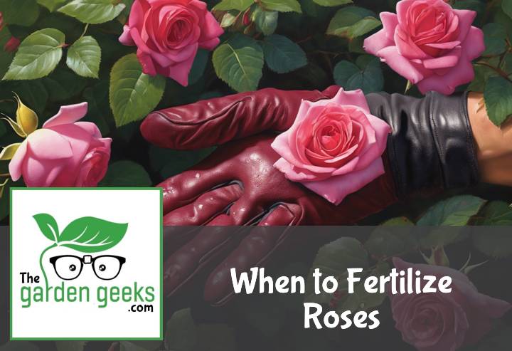 When to Fertilize Roses (The Definitive Guide)