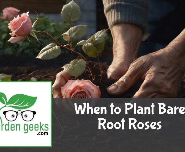 When to Plant Bare Root Roses? (How to Plant Successfully)