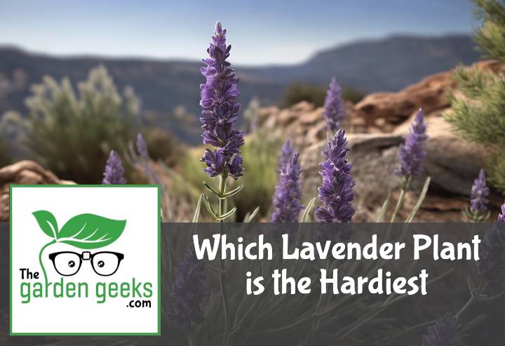 Which Lavender Plant is the Hardiest?