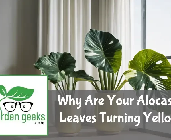 Why Are Your Alocasia Leaves Turning Yellow?