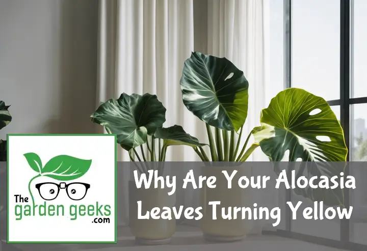 Why Are Your Alocasia Leaves Turning Yellow?