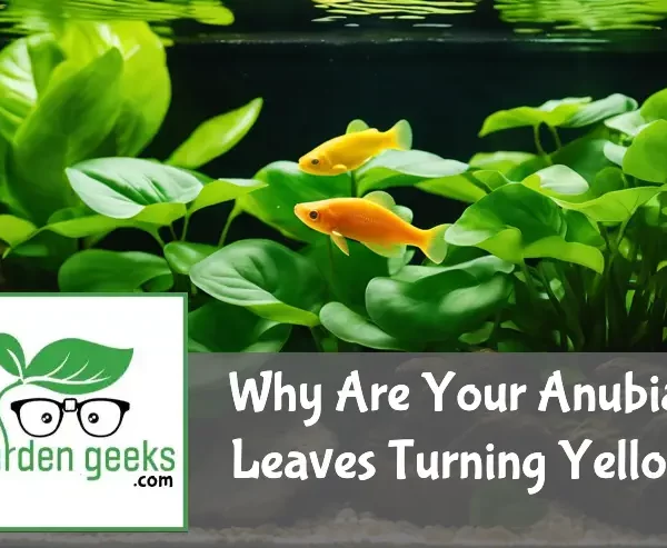 Why Are Your Anubias Leaves Turning Yellow? Solve It Today!