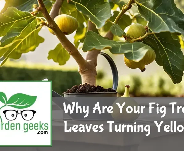Why Are Your Fig Tree Leaves Turning Yellow? Solve It Today!