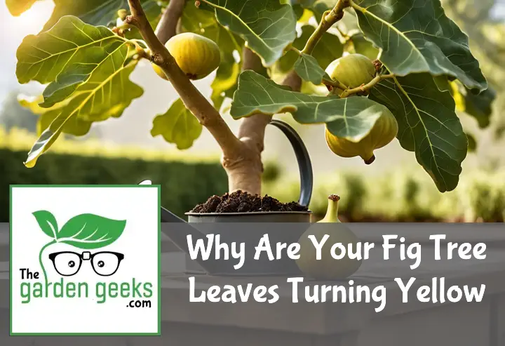 Why Are Your Fig Tree Leaves Turning Yellow? Solve It Today!