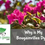 why is my bougainvillea dying