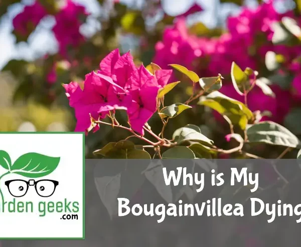 why is my bougainvillea dying