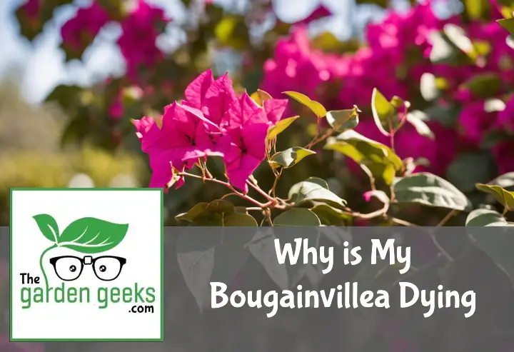 Why is My Bougainvillea Dying?