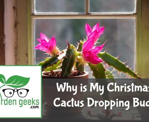 Why is My Christmas Cactus Dropping Buds?
