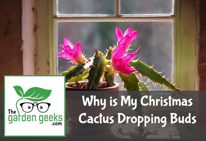 Why is My Christmas Cactus Dropping Buds?