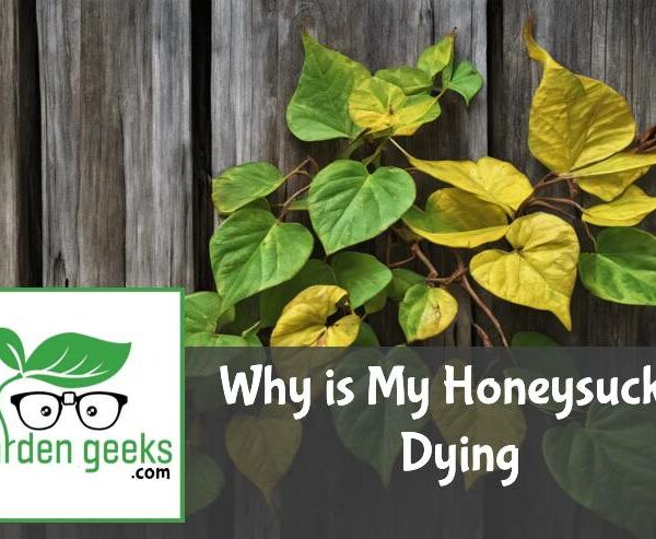 Why is My Honeysuckle Dying? (How to Save it)
