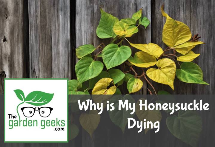 Why is My Honeysuckle Dying? (How to Save it)