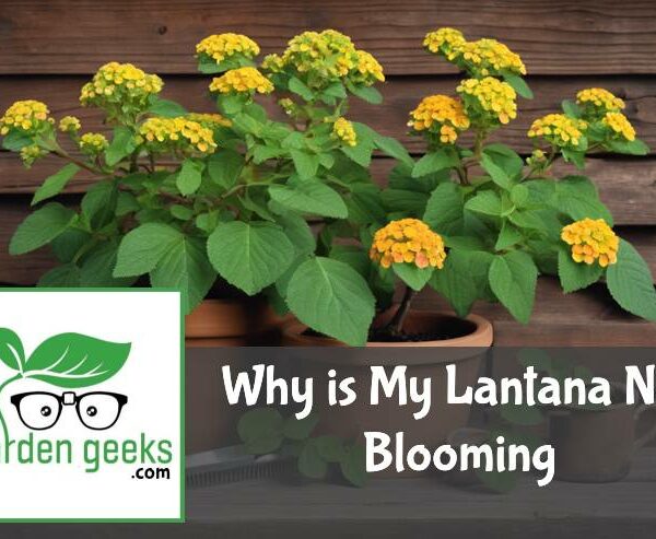 Why is My Lantana Not Blooming? (The Solution)