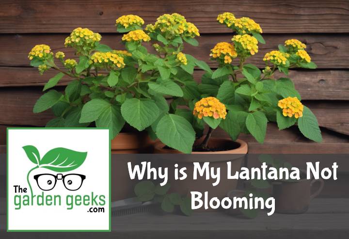 Why is My Lantana Not Blooming? (The Solution)