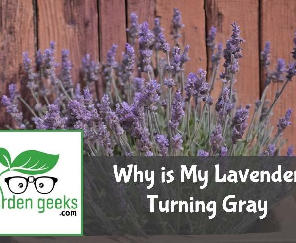 Why is My Lavender Turning Gray? (How to Solve it)