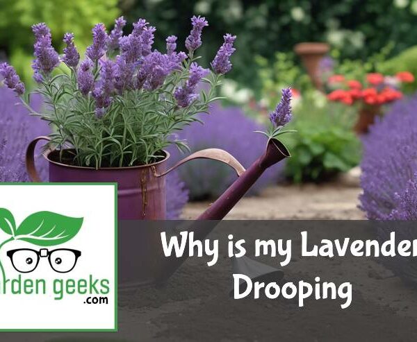 Why is my Lavender Drooping? (The Solution)