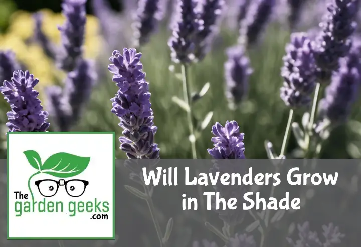 will lavenders grow in the shade