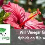 will vinegar kill aphids on hibiscus