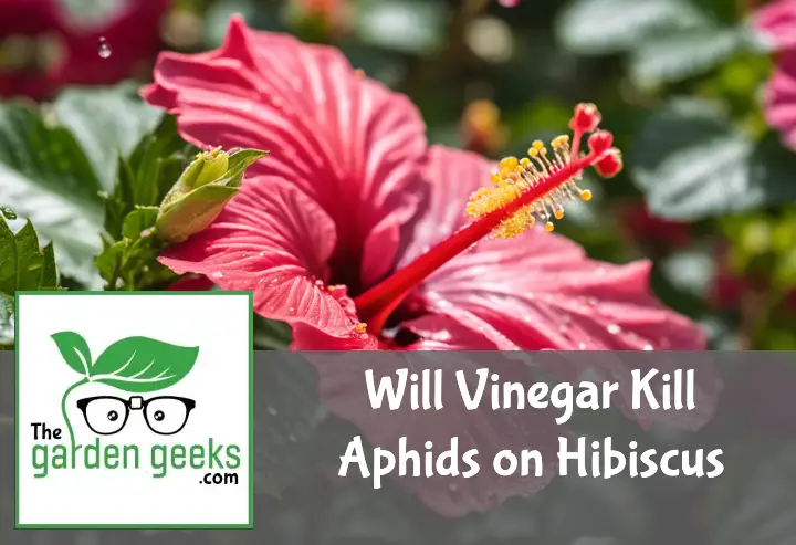 Will Vinegar Kill Aphids on Hibiscus?