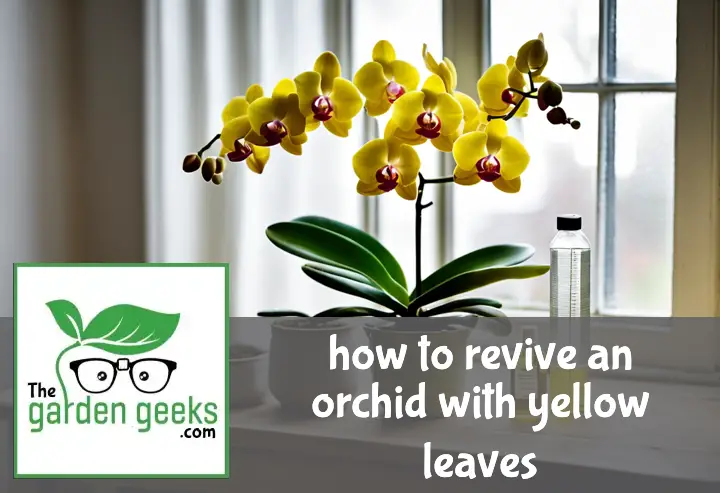 How to Revive an Orchid With Yellow Leaves?