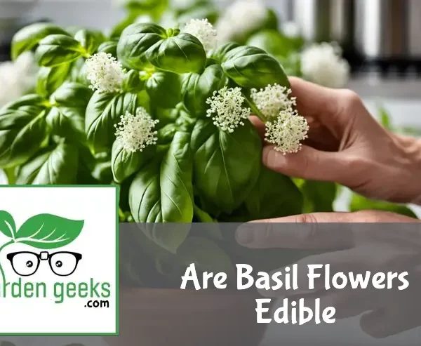 Person pinching off white flowers of a basil plant in a kitchen setting, highlighting its culinary use.